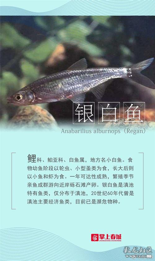 新澳门彩出号综合走势图和云南滇池现鱼跳龙门与滇池跳水